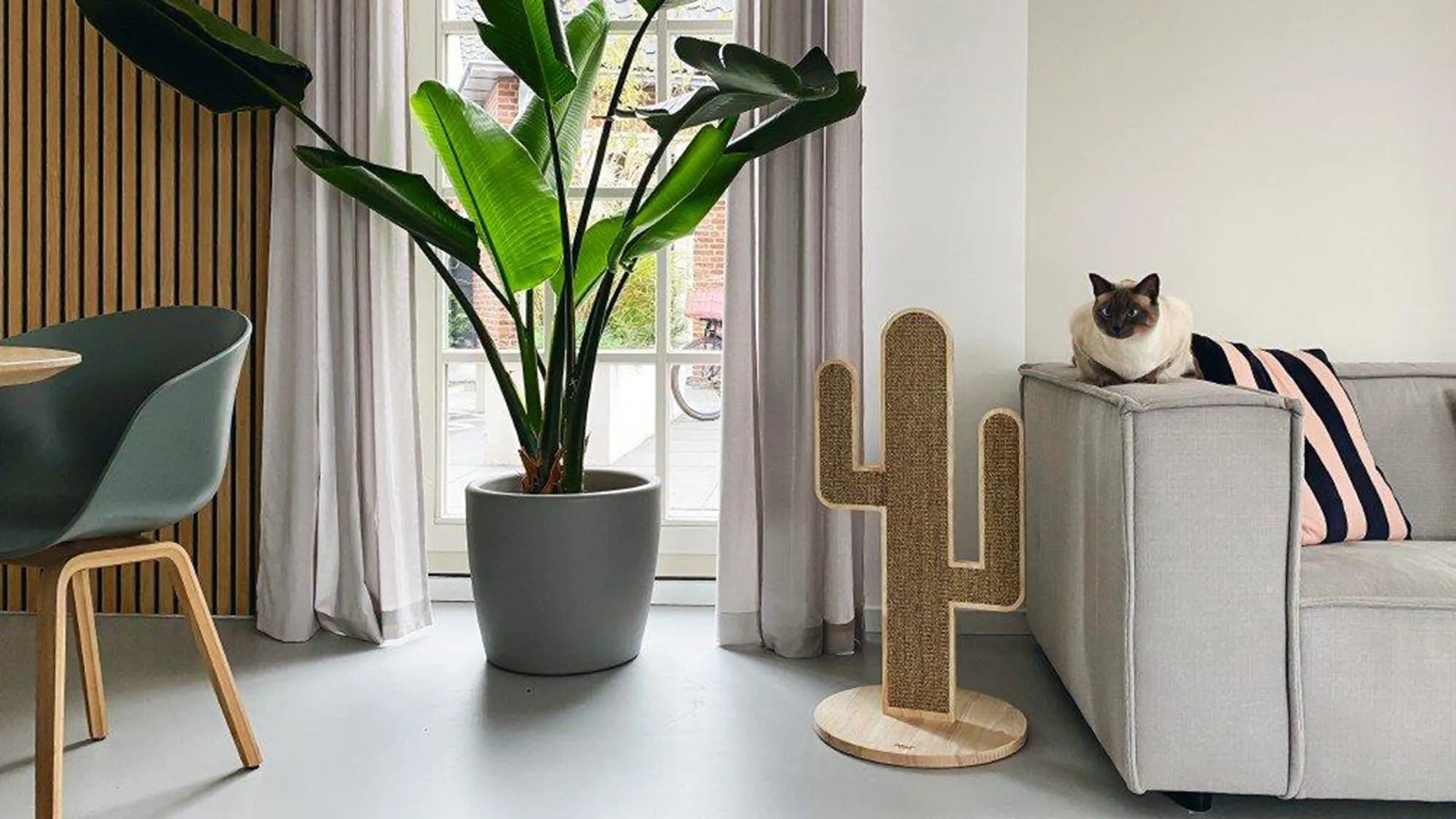 Pet Corners That Feel Soft, Not Cluttered