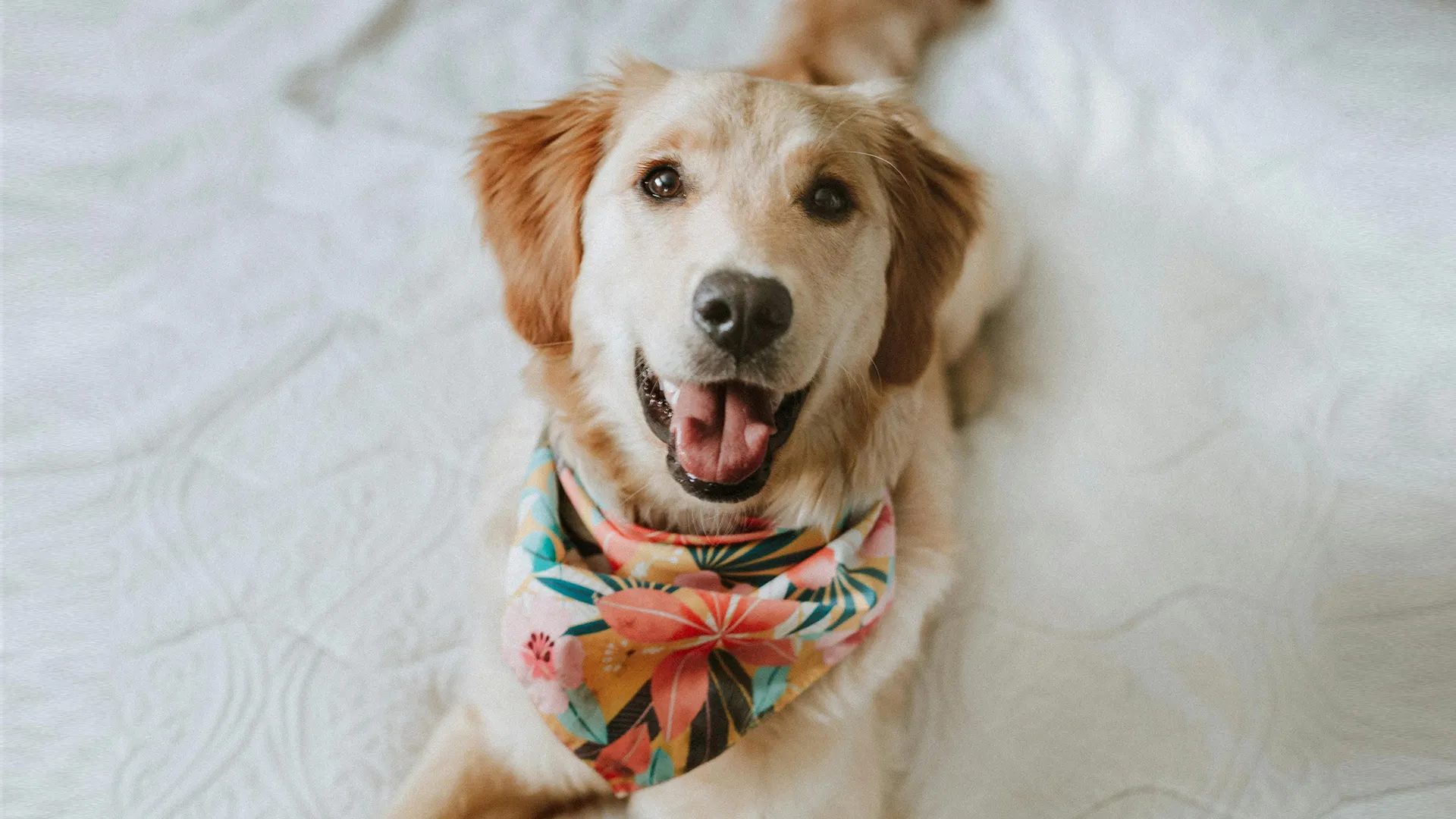Why a Cloth Bandana Beats One-Wear Pet Costumes